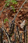 Caralluma gracilipes Ghazi Kenya 2014_0148.jpg